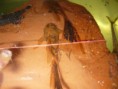 /album/ancistrus-sp-lda16/ancistrus-lda16-long-fin-jpg/